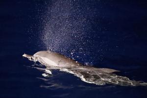 CHINA-MAR MERIDIONAL DE CHINA-DELFINES