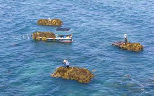 CHINA-HAINAN-QIONGHAI-ALGAS-RECOLECCION