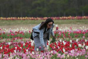 EEUU-NUEVA YORK-FESTIVAL DE TULIPANES-RECOLECCION