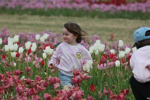 EEUU-NUEVA YORK-FESTIVAL DE TULIPANES-RECOLECCION