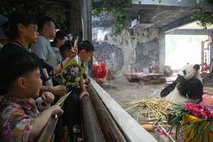 CHINA-HAINAN-HAIKOU-PANDAS GIGANTES-CUMPLEAÑOS