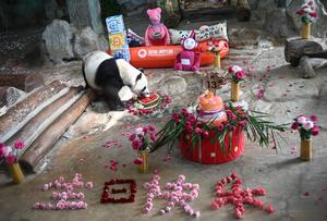 CHINA-HAINAN-HAIKOU-PANDAS GIGANTES-CUMPLEAÑOS