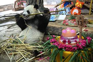 CHINA-HAINAN-HAIKOU-PANDAS GIGANTES-CUMPLEAÑOS