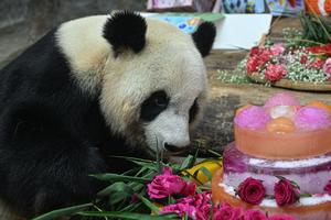 CHINA-HAINAN-HAIKOU-PANDAS GIGANTES-CUMPLEAÑOS