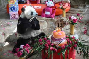 CHINA-HAINAN-HAIKOU-PANDAS GIGANTES-CUMPLEAÑOS