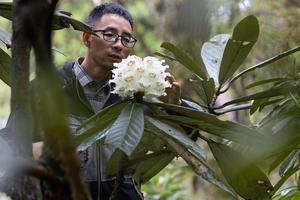CHINA-CHENGDU-ESPECIE DE RODODENDRO ALPINO-FLORECIMIENTO