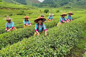 CHINA-FUJIAN-WUYISHAN-EVENTO CULTURAL DEL TE