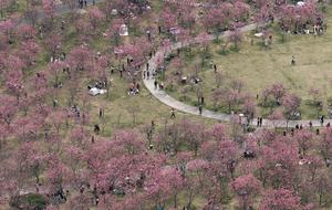 CHINA-PAISAJE DE PRIMAVERA-TURISTAS