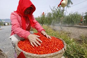 CHINA-NINGXIA-BAYAS DE GOJI-COSECHA
