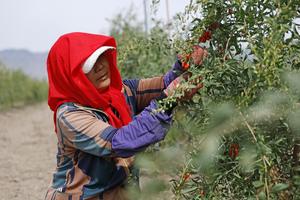 CHINA-NINGXIA-BAYAS DE GOJI-COSECHA
