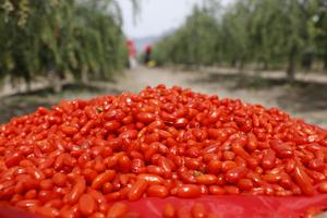 CHINA-NINGXIA-BAYAS DE GOJI-COSECHA