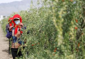 CHINA-NINGXIA-BAYAS DE GOJI-COSECHA