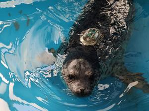 CHINA-LIAONING-DALIAN-FOCAS MANCHADAS-LIBERACION