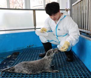 CHINA-LIAONING-DALIAN-FOCAS MANCHADAS-LIBERACION