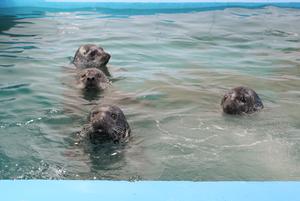 CHINA-LIAONING-DALIAN-FOCAS MANCHADAS-LIBERACION