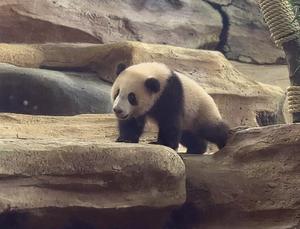INDONESIA-CRIA DE PANDA-DEBUT PUBLICO