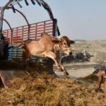 PAKISTAN-LAHORE-EID AL-ADHA-MERCADO
