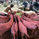 PAKISTAN-LAHORE-EID AL-ADHA-MERCADO