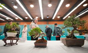 CANADA-VANCOUVER-EXPOSICION DE BONSAIS