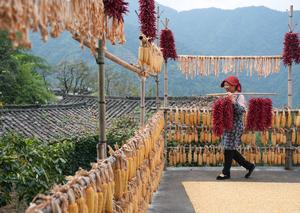 CHINA-JIANGXI-WUYUAN-OTOÑO-SECADO DE CULTIVOS-ALDEANA
