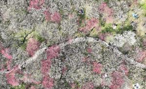 CHINA-ZHEJIANG-HANGZHOU-HUMEDAL DE XIXI-FLORES DE CIRUELO