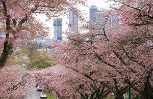 CANADA-VANCOUVER-FLORES DE CEREZO