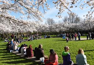 PAISES BAJOS-AMSTELVEEN-FLORES DE CEREZO
