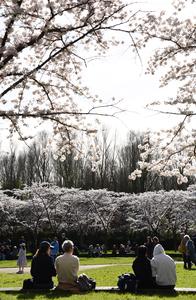 PAISES BAJOS-AMSTELVEEN-FLORES DE CEREZO