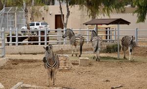 LIBIA-TRIPOLI-ZOOLOGICO-REAPERTURA