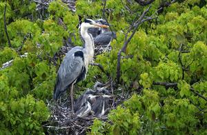 CHINA-JIANGXI-DUCHANG-ALDEA DE DAZIZUI-GARZA REAL-PROTECCION