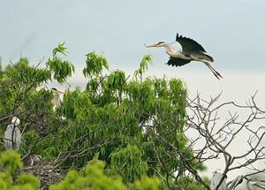 CHINA-JIANGXI-DUCHANG-ALDEA DE DAZIZUI-GARZA REAL-PROTECCION