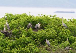 CHINA-JIANGXI-DUCHANG-ALDEA DE DAZIZUI-GARZA REAL-PROTECCION