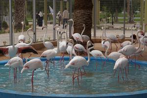 LIBIA-TRIPOLI-ZOOLOGICO-REAPERTURA