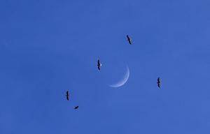 CHINA-HEILONGJIANG-LUNA CRECIENTE