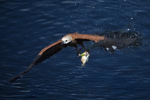 BRASIL-MATO GROSSO DO SUL-HUMEDAL DEL PANTANAL