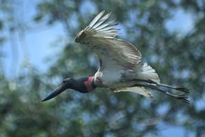 BRASIL-MATO GROSSO DO SUL-HUMEDAL DEL PANTANAL