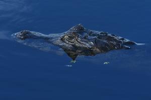 BRASIL-MATO GROSSO DO SUL-HUMEDAL DEL PANTANAL