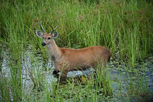 BRASIL-MATO GROSSO DO SUL-HUMEDAL DEL PANTANAL
