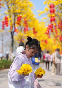 CHINA-GUANGDONG-GUANGZHOU-TABEBUIA CHRYSANTHA-FLORES