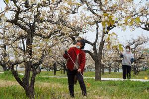 CHINA-SHANDONG-TENGZHOU-FLORES DE PERA