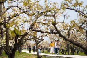 CHINA-SHANDONG-TENGZHOU-FLORES DE PERA