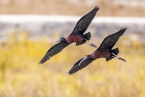 CHINA-FUJIAN-QUANZHOU-PARQUE DEL HUMEDAL-IBIS BRILLANTE