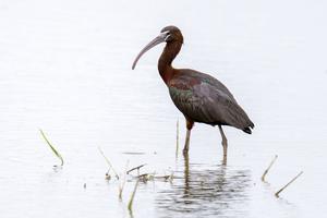 CHINA-FUJIAN-QUANZHOU-PARQUE DEL HUMEDAL-IBIS BRILLANTE