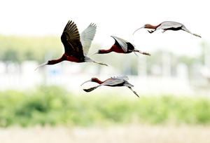 CHINA-FUJIAN-QUANZHOU-PARQUE DEL HUMEDAL-IBIS BRILLANTE