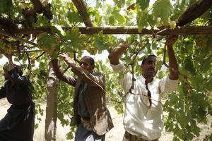 YEMEN-SANA-VITICULTORES