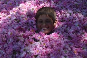 AFGANISTAN-NANGARHAR-PETALOS DE ROSA