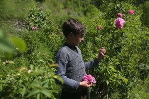 AFGANISTAN-NANGARHAR-PETALOS DE ROSA