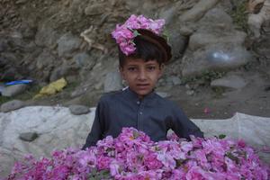 AFGANISTAN-NANGARHAR-PETALOS DE ROSA