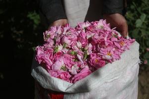 AFGANISTAN-NANGARHAR-PETALOS DE ROSA