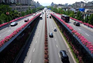 CHINA-ZHEJIANG-HANGZHOU-CARRETERA ELEVADA-ROSA CHINA-FLORES